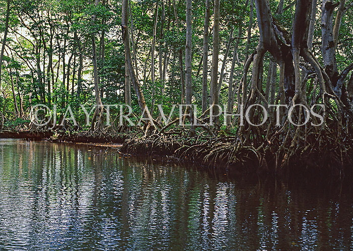 DOMINICAN REPUBLIC, North Coast, Rio San Juan, Gri Gri Lagoon, mangrove swamp, DR388JPL