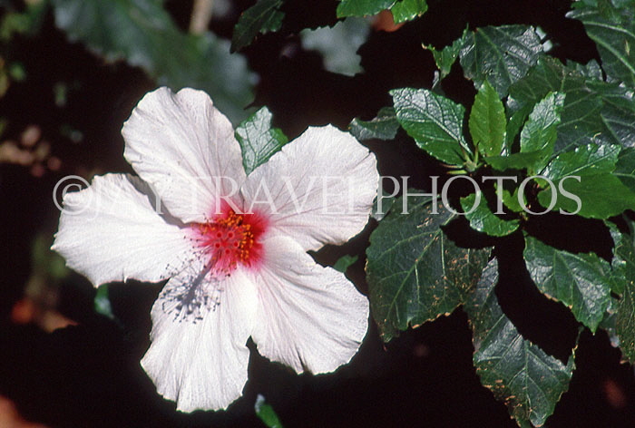 FIJI, Taveuni, Matagi (Matangi) Island, white Hibiscus flower, FIJ949JPL