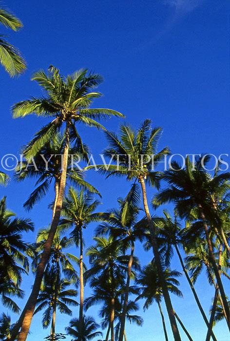 GRENADA, Coconut plantation, GRE469JPL