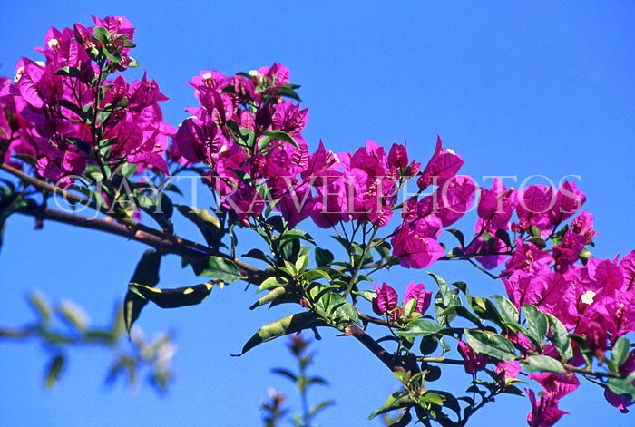 Greek Islands, CRETE, magenta Bougainvillea flowers, GIS187JPL