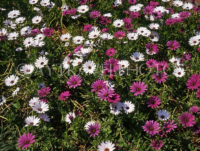 Greek Islands, CRETE, magenta and white wild flowers, GIS188JPL