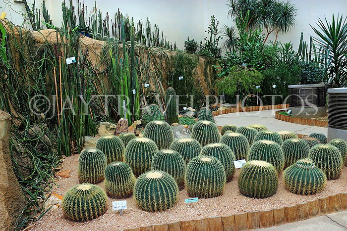 HONG KONG, Hong Kong Island, Hong Kong Park, Conservatory, Dry Plant House, Cacti, HK1320JPL