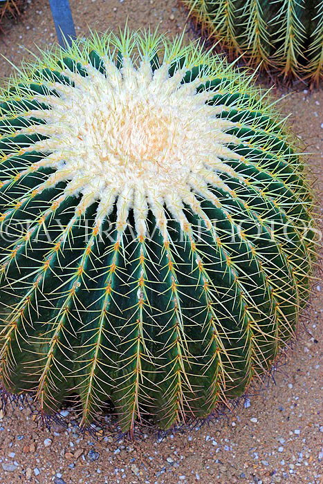 HONG KONG, Hong Kong Island, Hong Kong Park, Conservatory, Dry Plant House, Cacti, HK1321JPL