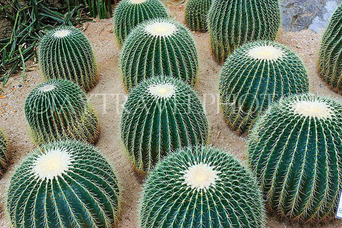 HONG KONG, Hong Kong Island, Hong Kong Park, Conservatory, Dry Plant House, Cacti, HK1322JPL