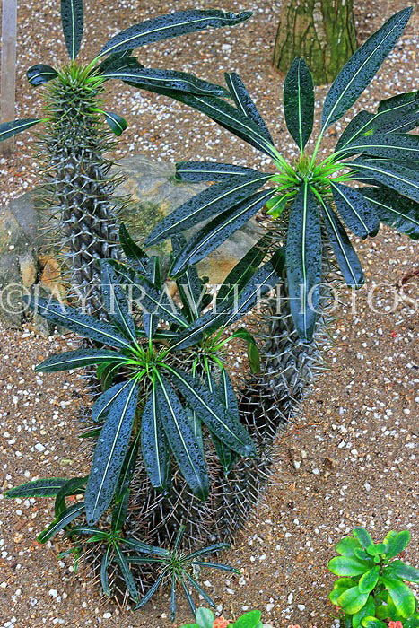 HONG KONG, Hong Kong Island, Hong Kong Park, Conservatory, Dry Plant House, Cacti, HK1324JPL