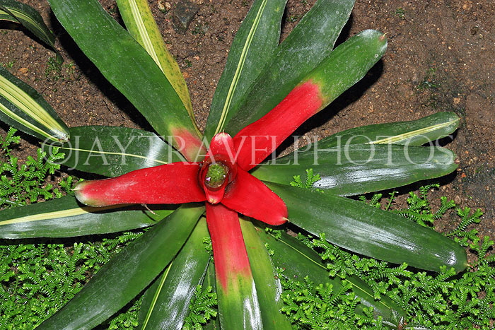 HONG KONG, Hong Kong Island, Hong Kong Park, Conservatory, Humid Plant House, HK1328JPL