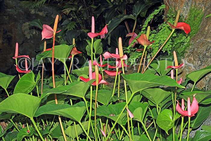 HONG KONG, Hong Kong Island, Hong Kong Park, Conservatory, Humid Plant House, HK1329JPL