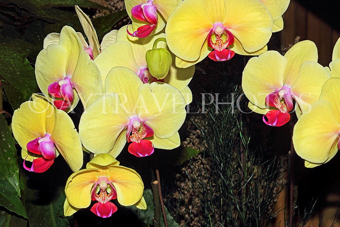 HONG KONG, Hong Kong Island, Hong Kong Park, Conservatory, Orchids, HK1332JPL
