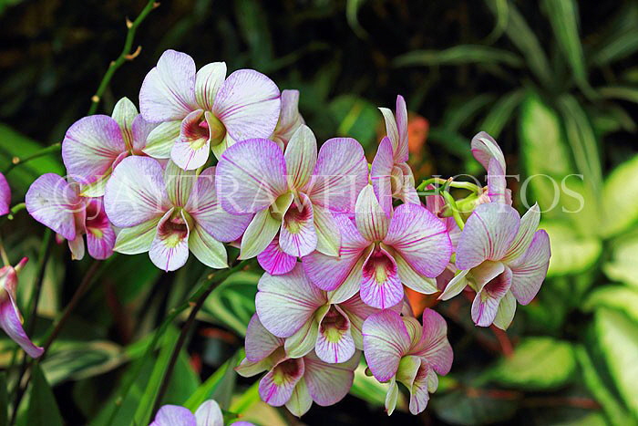 HONG KONG, Hong Kong Island, Hong Kong Park, Conservatory, Orchids, HK1334JPL
