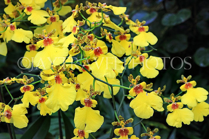 HONG KONG, Hong Kong Island, Hong Kong Park, Conservatory, Orchids, HK1335JPL