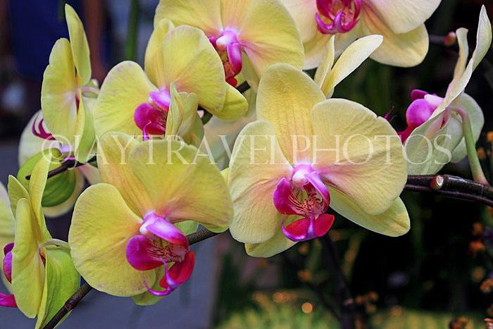 HONG KONG, Hong Kong Island, Hong Kong Park, Conservatory, Orchids, HK1336JPL
