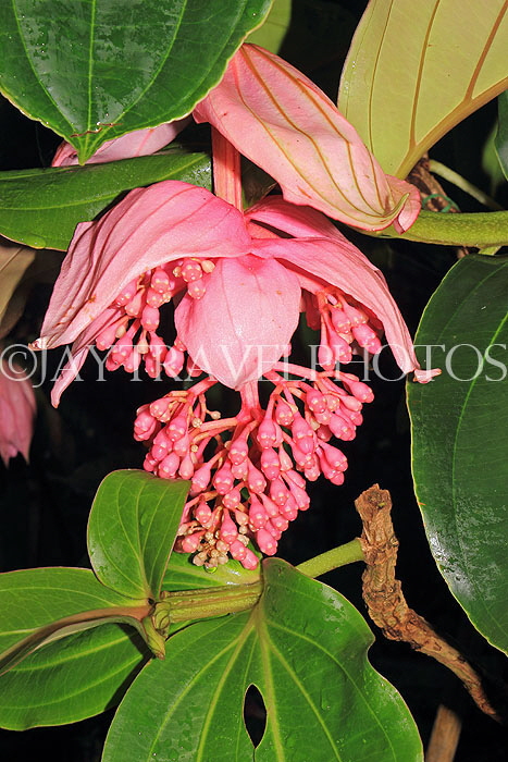 HONG KONG, Hong Kong Island, Hong Kong Park, Conservatory, Rose Grape flower, HK1345JPL