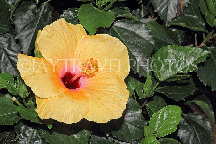 HONG KONG, Hong Kong Island, Hong Kong Park, Hibiscus flower, HK1338JPL