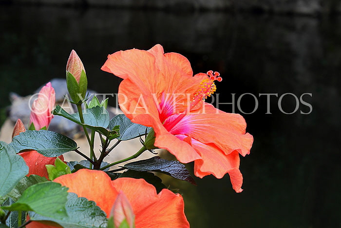 HONG KONG, Hong Kong Island, Hong Kong Park, Hibiscus flower, HK2491JPL