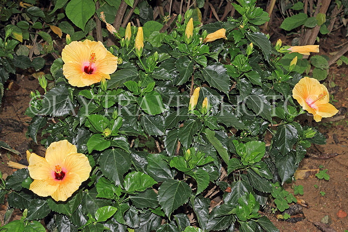 HONG KONG, Hong Kong Island, Hong Kong Park, Hibiscus flowers, HK1337JPL