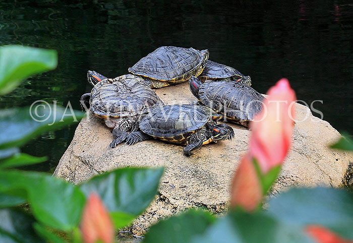 HONG KONG, Hong Kong Island, Hong Kong Park, Terrapins, HK2492JPL