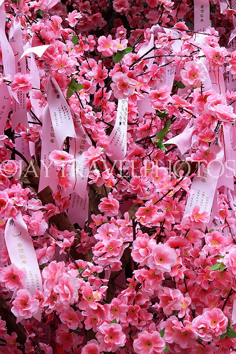 HONG KONG, Hong Kong Island, Man Mo Temple, po dip wishing tree, HK2434JPL