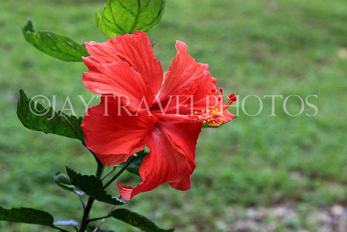 HONG KONG, Hong Kong Island, Zoological & Botanical Gardens, Hibiscus flower, HK1753JPL