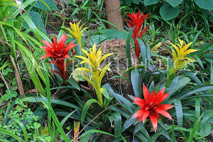 HONG KONG, Hong Kong Island, Zoological & Botanical Gardens, flowers, Bromiliad, HK1762JPL
