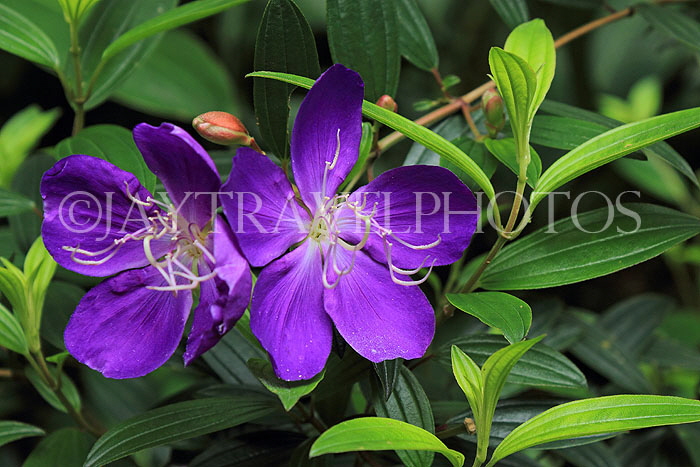 HONG KONG, Hong Kong Island, Zoological & Botanical Gardens, flowers, HK1760JPL