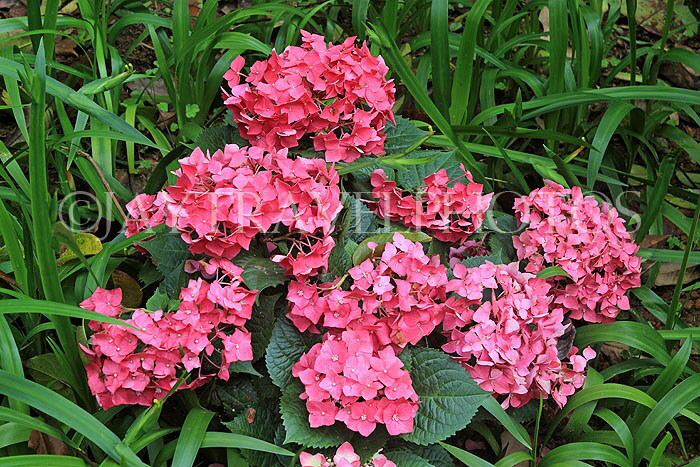 HONG KONG, Hong Kong Island, Zoological & Botanical Gardens, flowers, Hydrangea, HK1763JPL