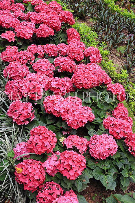 HONG KONG, Hong Kong Island, Zoological & Botanical Gardens, flowers, Hydrangea, HK1764JPL