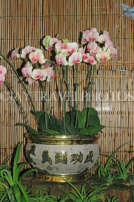 HONG KONG, Hong Kong Island, Zoological & Botanical Gardens, greenhouse, Orchids, HK1775JPL