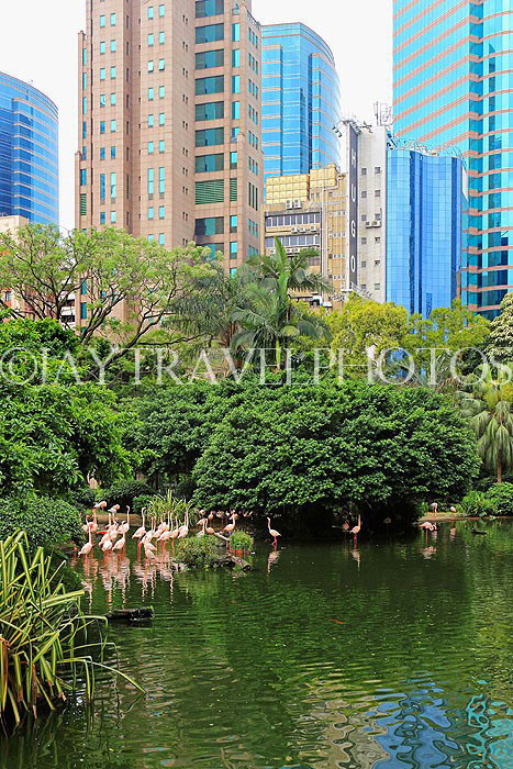 HONG KONG, Kowloon, Kowloon Park, Bird Lake, Pink Flamingos, HK1710JPL