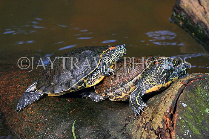 HONG KONG, Kowloon, Kowloon Park, Chinese Garden, Red-Ear Terrapins, HK1723JPL