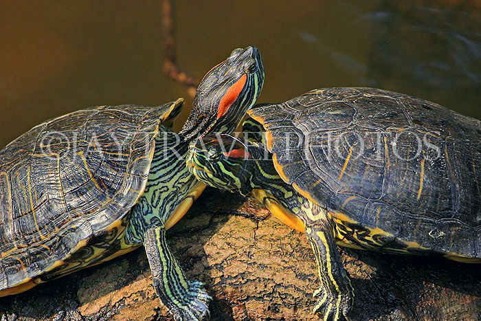 HONG KONG, Kowloon, Kowloon Park, Chinese Garden, Red-Ear Terrapins, HK1724JPL