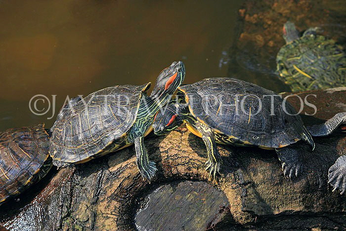 HONG KONG, Kowloon, Kowloon Park, Chinese Garden, Red-Ear Terrapins, HK1725JPL
