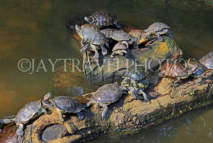 HONG KONG, Kowloon, Kowloon Park, Chinese Garden, Terrapins, HK1665JPL