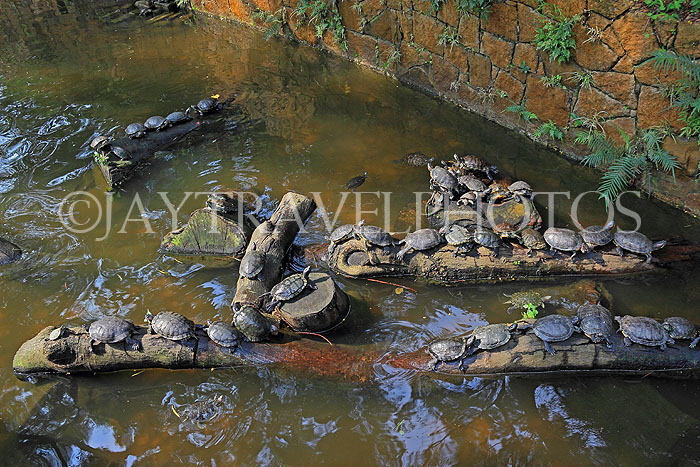 HONG KONG, Kowloon, Kowloon Park, Chinese Garden, Terrapins, HK1666JPL