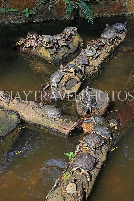 HONG KONG, Kowloon, Kowloon Park, Chinese Garden, Terrapins, HK1668JPL