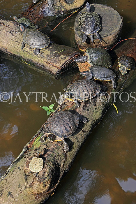 HONG KONG, Kowloon, Kowloon Park, Chinese Garden, Terrapins, HK1669JPL