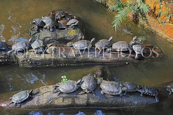 HONG KONG, Kowloon, Kowloon Park, Chinese Garden, Terrapins, HK1670JPL