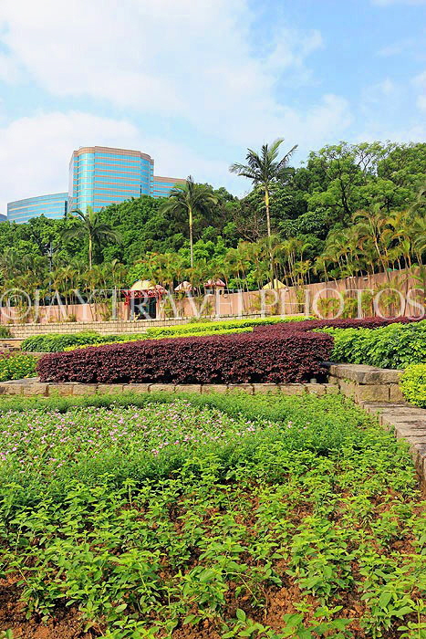 HONG KONG, Kowloon, Kowloon Park, HK1651JPL
