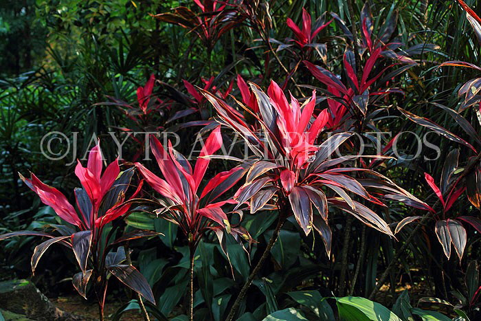 HONG KONG, Kowloon, Kowloon Park, HK1661JPL