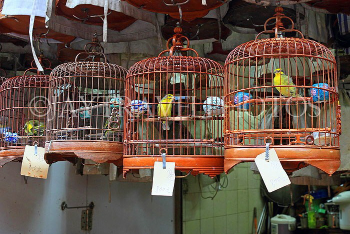 HONG KONG, Kowloon, Mong Kok, Yuen Po Street Bird Garden, songbirds, HK941JPL