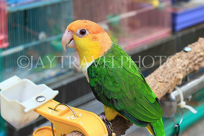 HONG KONG, Kowloon, Mong Kok, Yuen Po Street Bird Garden, yellow headed Parrot, HK957JPL
