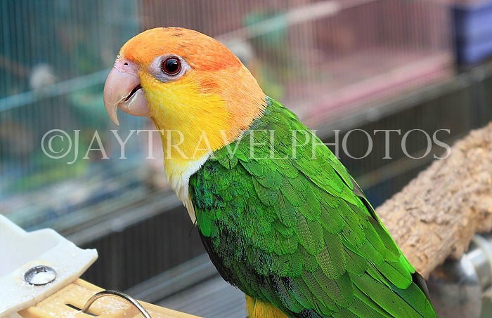HONG KONG, Kowloon, Mong Kok, Yuen Po Street Bird Garden, yellow headed Parrot, HK958JPL