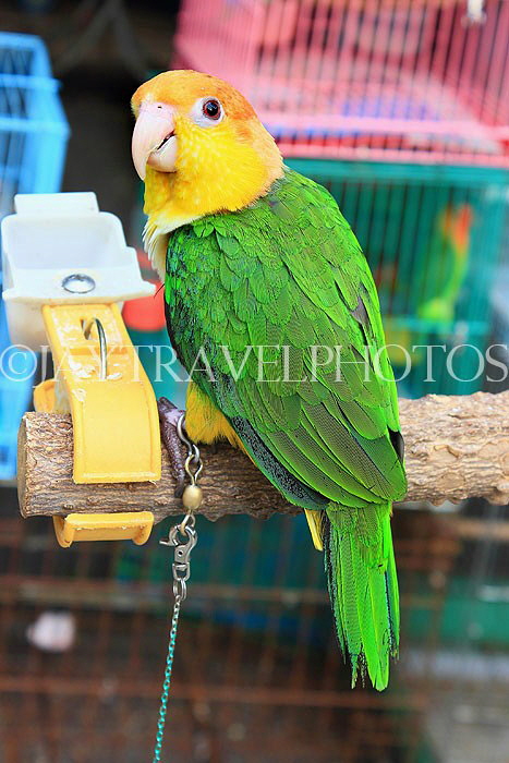 HONG KONG, Kowloon, Mong Kok, Yuen Po Street Bird Garden, yellow headed Parrot, HK959JPL