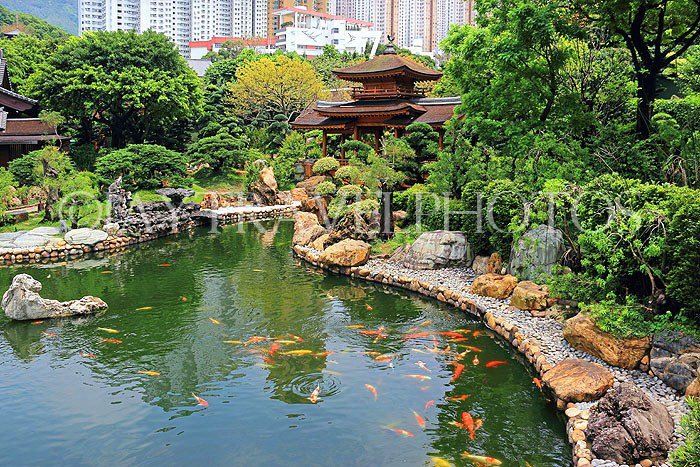 HONG KONG, Kowloon, Nan Lian Garden, Blue Pond and Pavilion Bridge, HK1028JPL