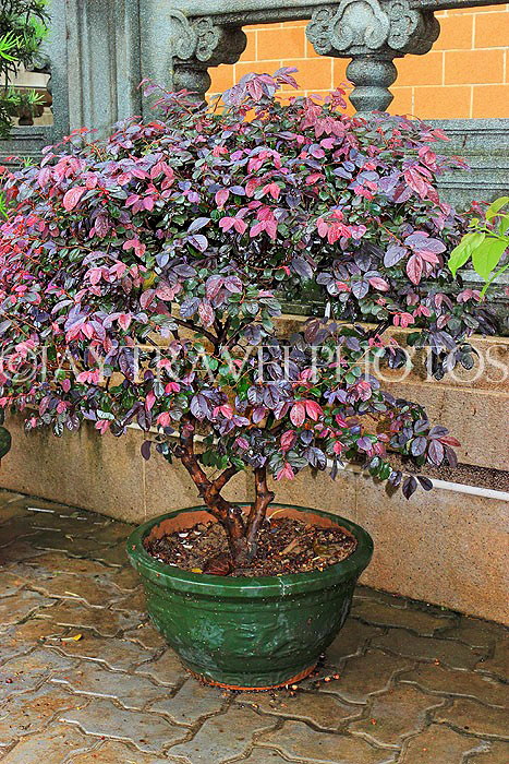 HONG KONG, Kowloon, Wong Tai Sin Temple, Bonsai tree in temple grounds, HK1202JPL