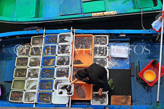 HONG KONG, Sai Kung, waterfront, boats selling live seafood, HK1453JPL