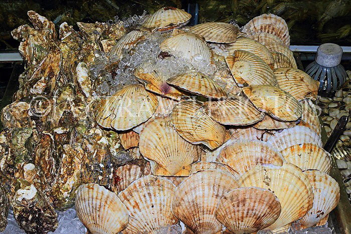 HONG KONG, Sai Kung, waterfront, seafood restaurants, Oysters and Scallops, HK1435JPL