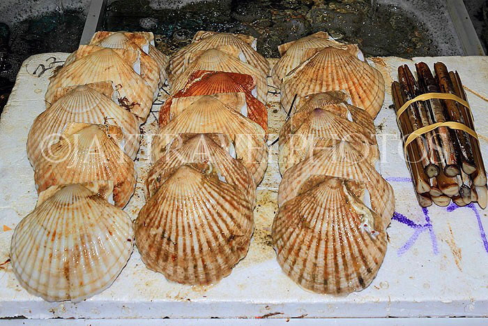 HONG KONG, Sai Kung, waterfront, seafood restaurants, Scallops on display, HK1438JPL
