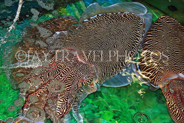 HONG KONG, Sai Kung, waterfront, seafood restaurants, live Cuttlefish on display, HK1433JPL