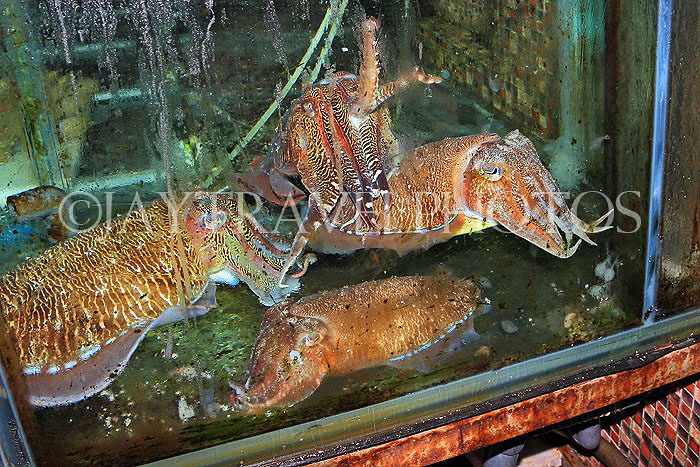 HONG KONG, Sai Kung, waterfront, seafood restaurants, live Cuttlefish on display, HK1434JPL