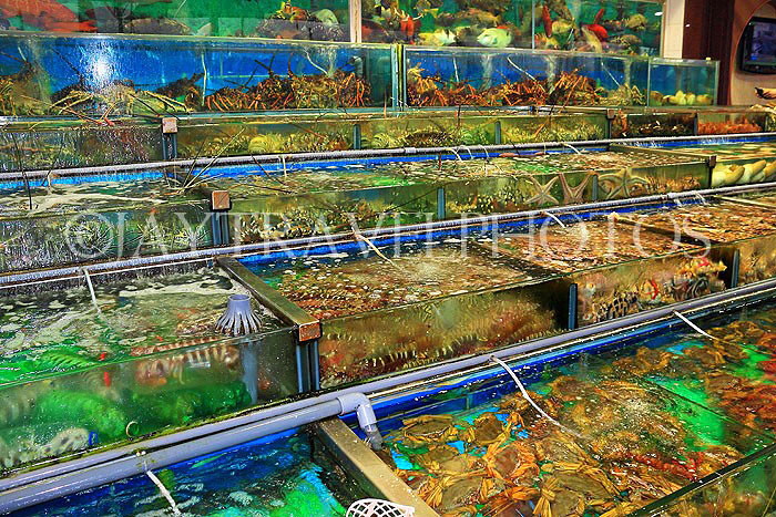 HONG KONG, Sai Kung, waterfront, seafood restaurants, live seafood on display, HK1423JPL